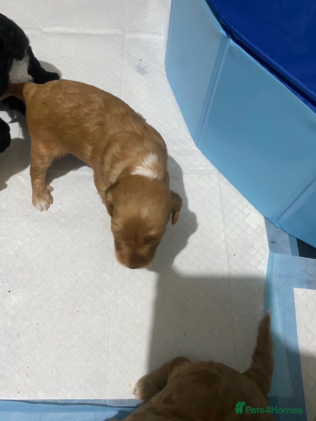 Cockapoo dogs for sale: 5 beautiful cockapoo puppies  - Advert 20