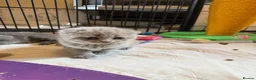 Scottish Fold cats for sale: 8 Beautiful blue Scottish folds  - Advert 26