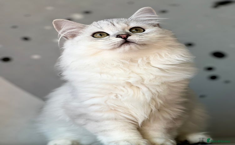 British Longhair cats - Advert 8