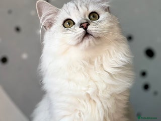 British Longhair cats - Advert 3