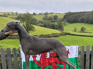 Whippet dogs - Advert 3