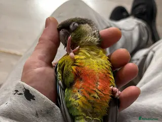 Conures birds Silly tame sun check conour - Advert 9