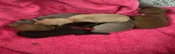 Italian Greyhound dogs for sale: Beautiful Italian greyhound puppies  - Advert 3