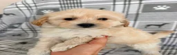 Maltipoo dogs for sale:  BEAUTIFUL LICENSED-BRED MALTIPOOS READY SOON 💖 - Advert 21