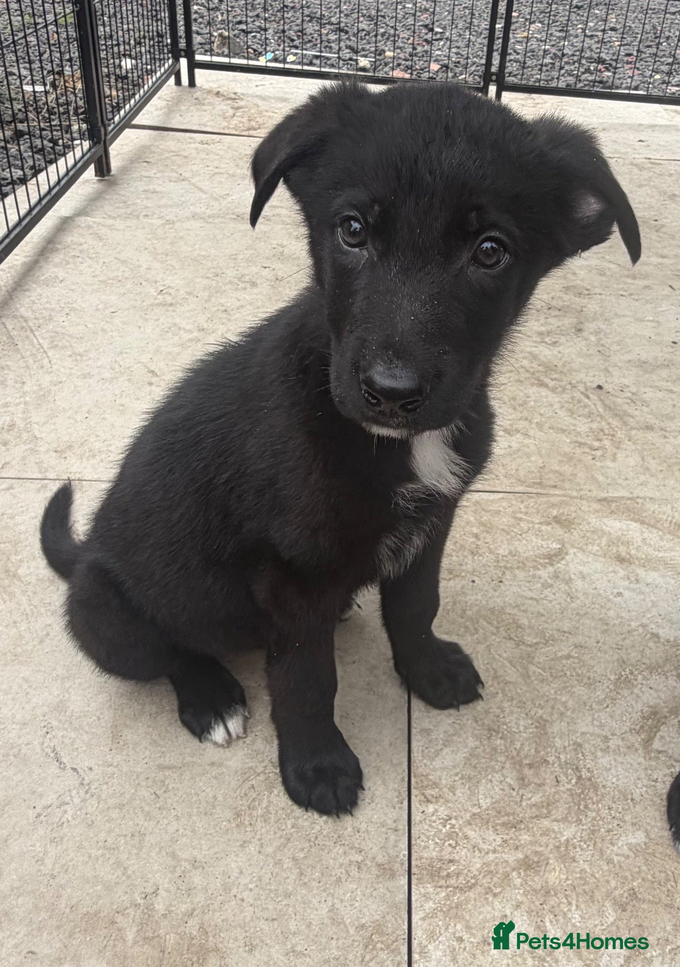 Mixed Breed dogs German shepherd x Belgian malinios puppy's  - Advert 2