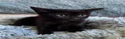 Mixed Breed cats for sale: 🐾❤️ PEARL & HER 3 BEAUTIFUL KITTENS ❤️ in Epsom - Advert 3