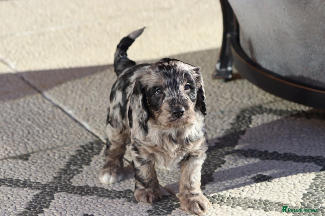 Cockapoo dogs for sale: F1 Cockapoo puppies for sale - Advert 24