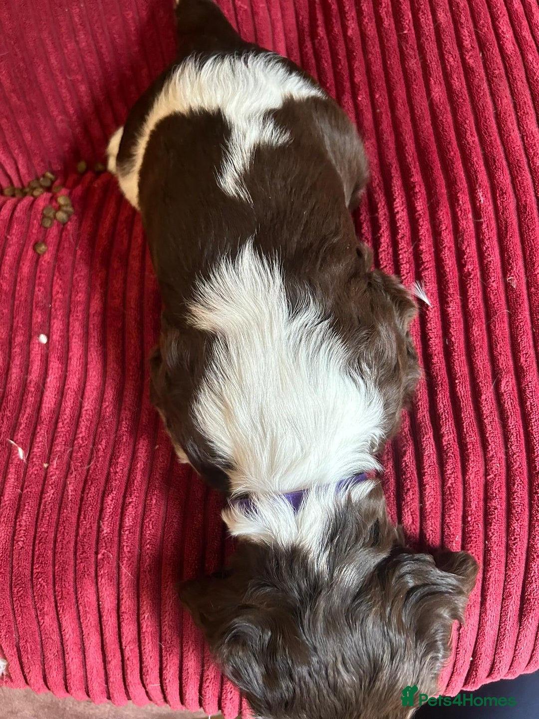 English Springer Spaniel dogs for sale: Stunning English springer spaniels for Sale - Image 5