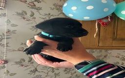 Labrador Retriever dogs for sale: Quality pedigreed Labradors for sale  - Image 2