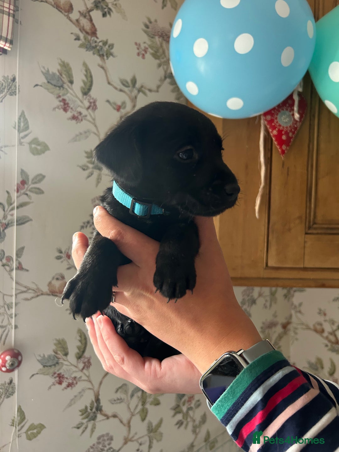 Labrador Retriever dogs for sale: Quality pedigreed Labradors for sale  - Image 2