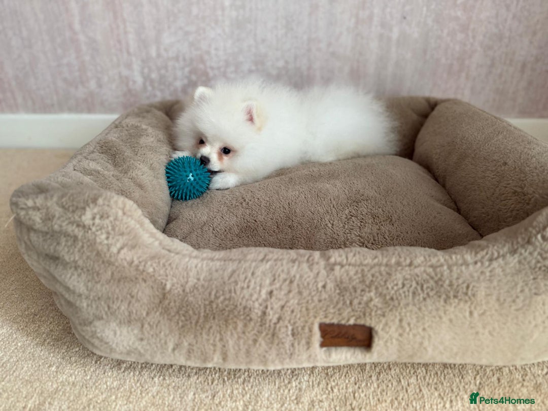 Pomeranian dogs for sale: ** Pomeranian/700g-11 week Champion EU Bloodline  - Image 18