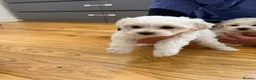 Bichon Frise dogs for sale: Bichon Maltese  - Advert 11
