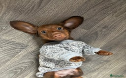 Miniature Dachshund dogs for sale: Stunning minature dachshund puppies - Image 28