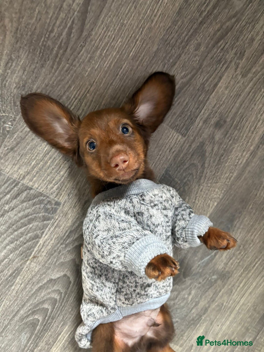 Miniature Dachshund dogs for sale: Stunning minature dachshund puppies - Image 28