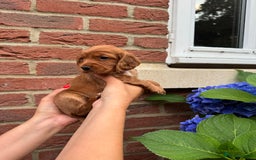Cocker Spaniel dogs for sale: Health Tested Clear Cocker Spaniel Puppies  - Image 31