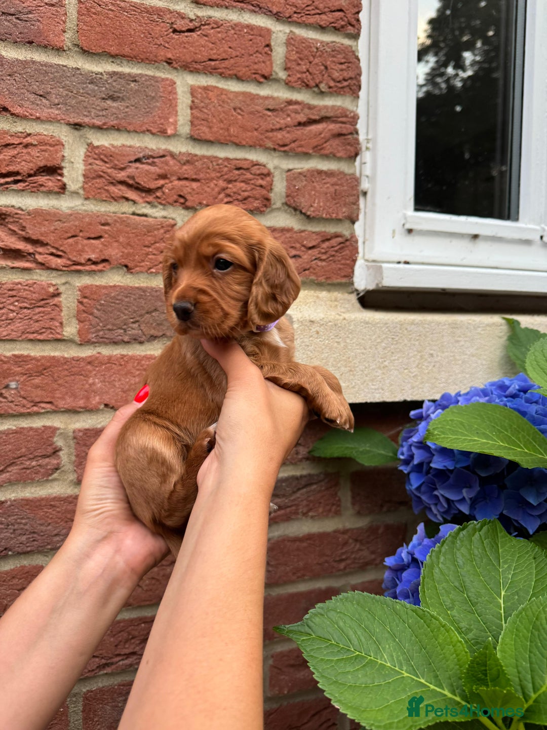 Cocker Spaniel dogs for sale: Health Tested Clear Cocker Spaniel Puppies  - Image 31