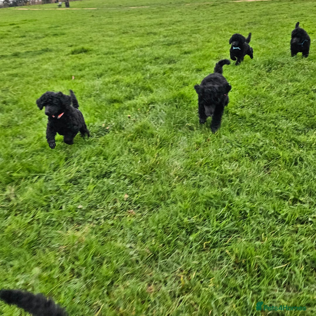 Standard Poodle dogs for sale: KC Standard poodle puppies🐩 - Advert 6