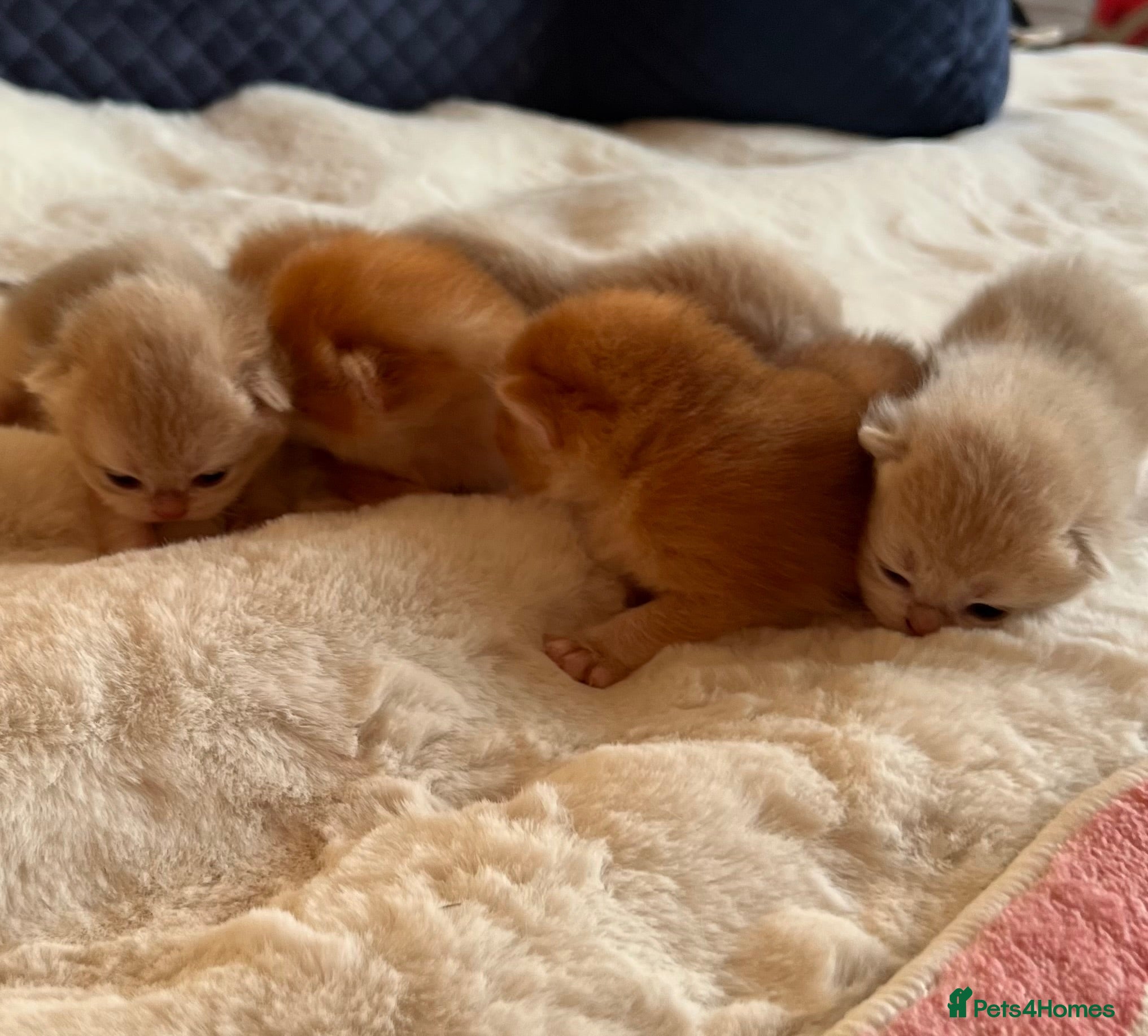 British Shorthair cats Amazing Cy12 & Ny12 British Shorthair Kittens - Advert 7