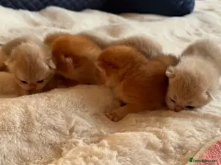 British Shorthair cats Amazing Cy12 & Ny12 British Shorthair Kittens - Advert 7