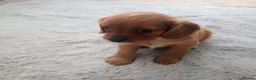 Mixed Breed dogs for sale: Cavapoos - Advert 6