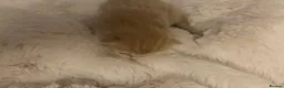 RagaMuffin cats for sale: Beautiful 3/4 ragdoll kittens for sale - Advert 8