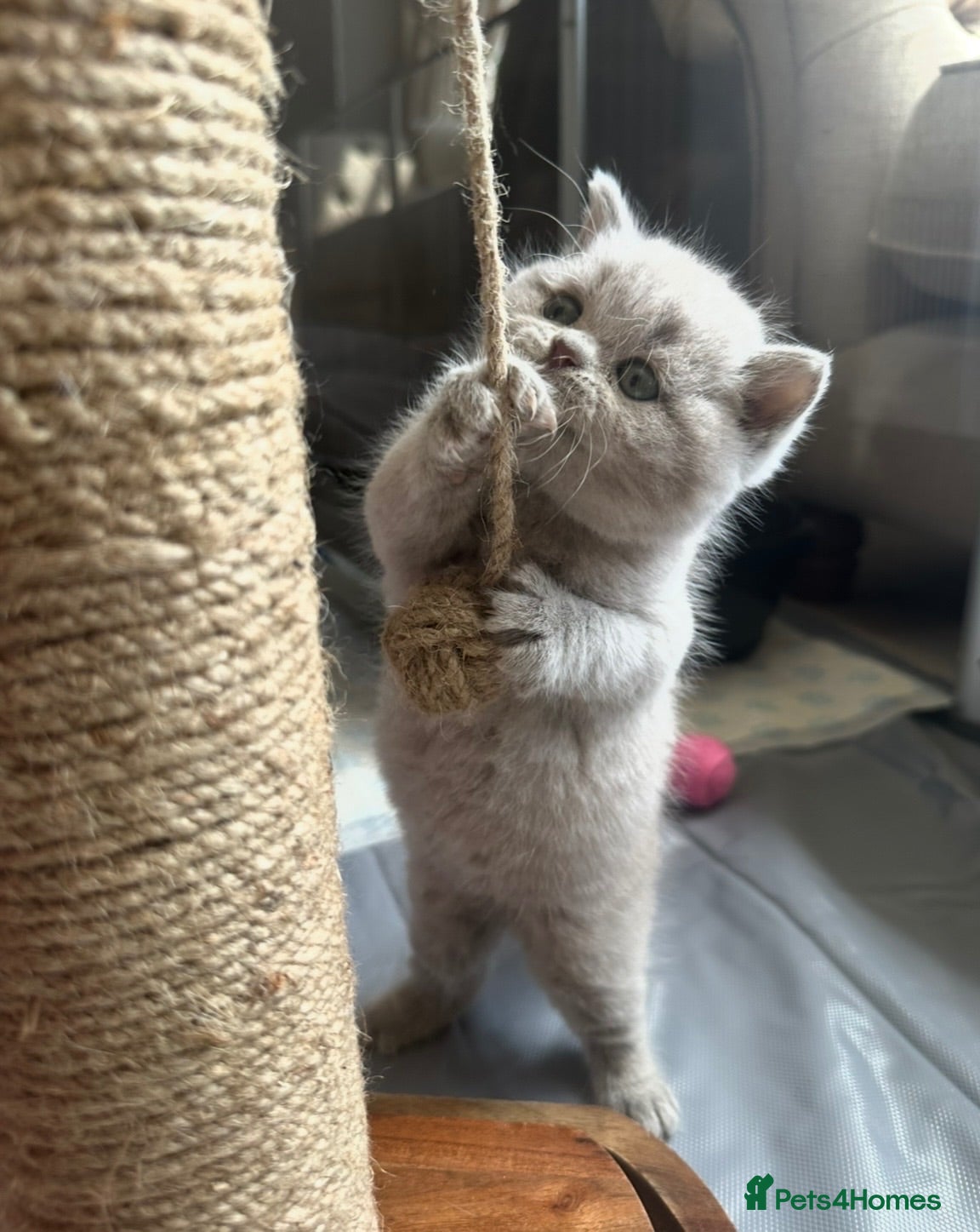 British Shorthair cats 5 Stunning BSH Blue and Lilac Kittens - Advert 1