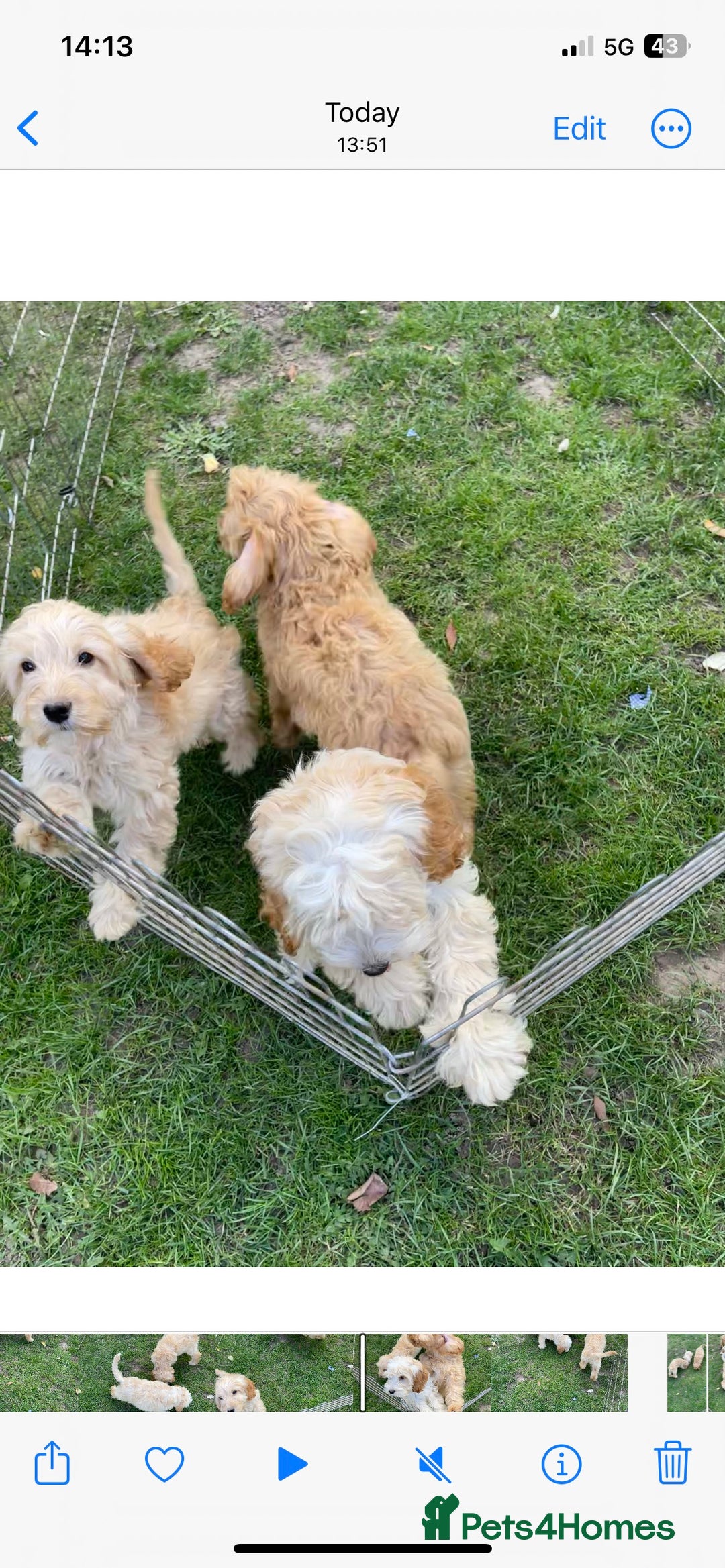 Cockapoo dogs for sale: Quality cockapoo pups  - Image 19
