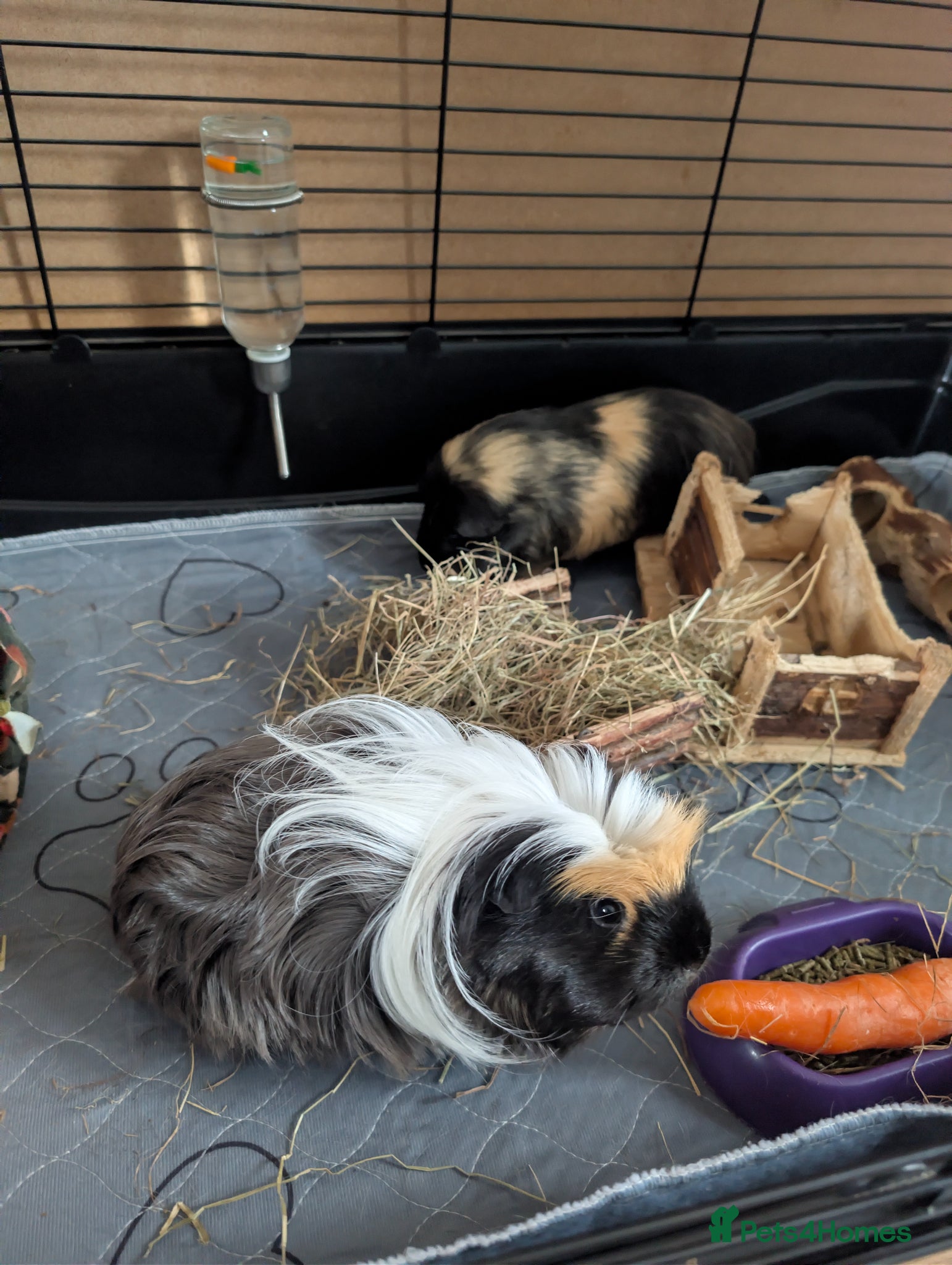 Guinea Pig rodents for sale: 2 female guinea pigs  in Prestonpans - Advert 2