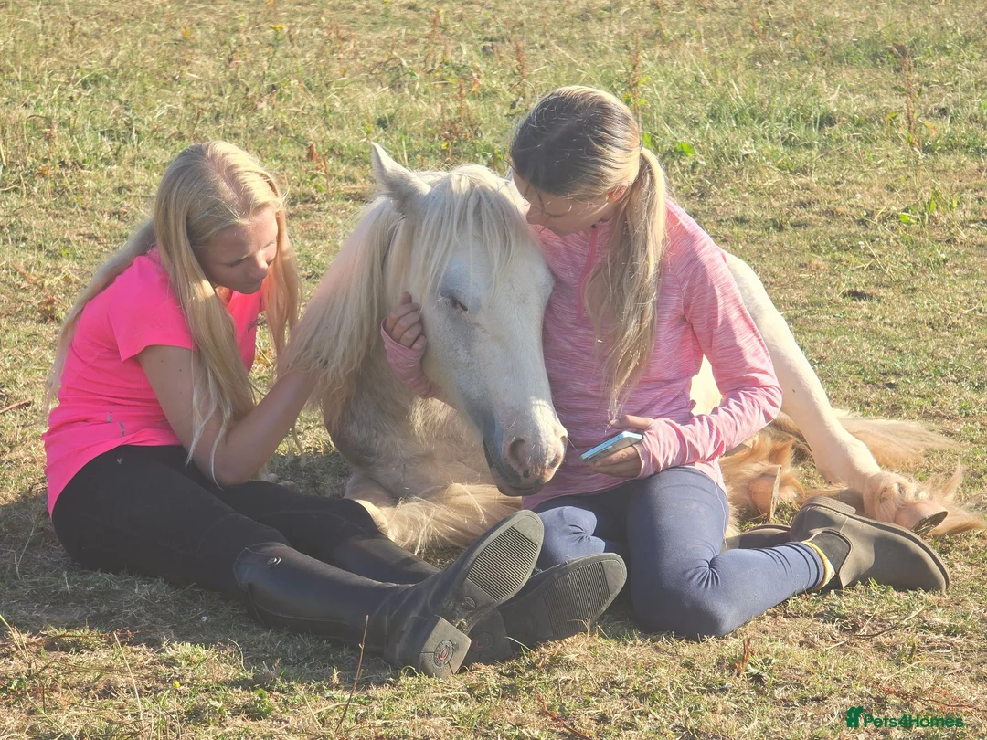 Irish Cob horses for sale: super friendly TGCA filly - Advert 1