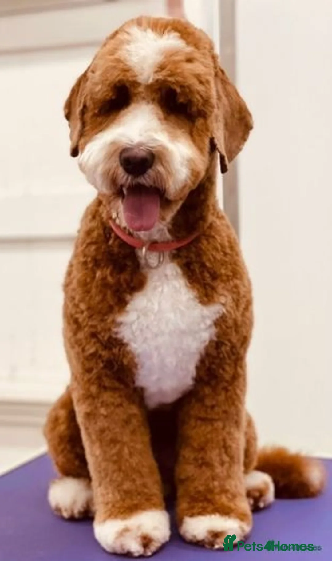 Double Doodle dogs for stud: Australian Double Doodle Stud in Swadlincote - Advert 5