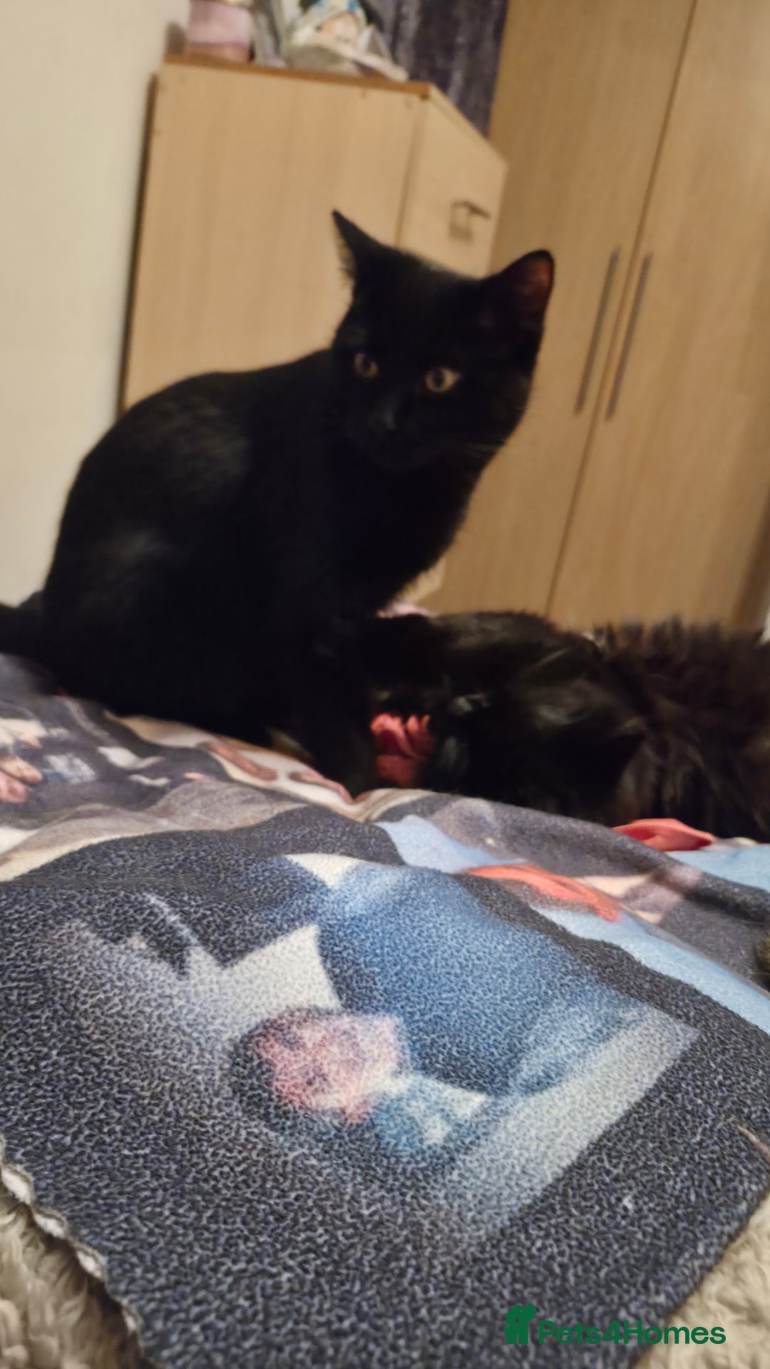 Mixed Breed cats for sale: Rehoming my beautiful boy - Advert 2