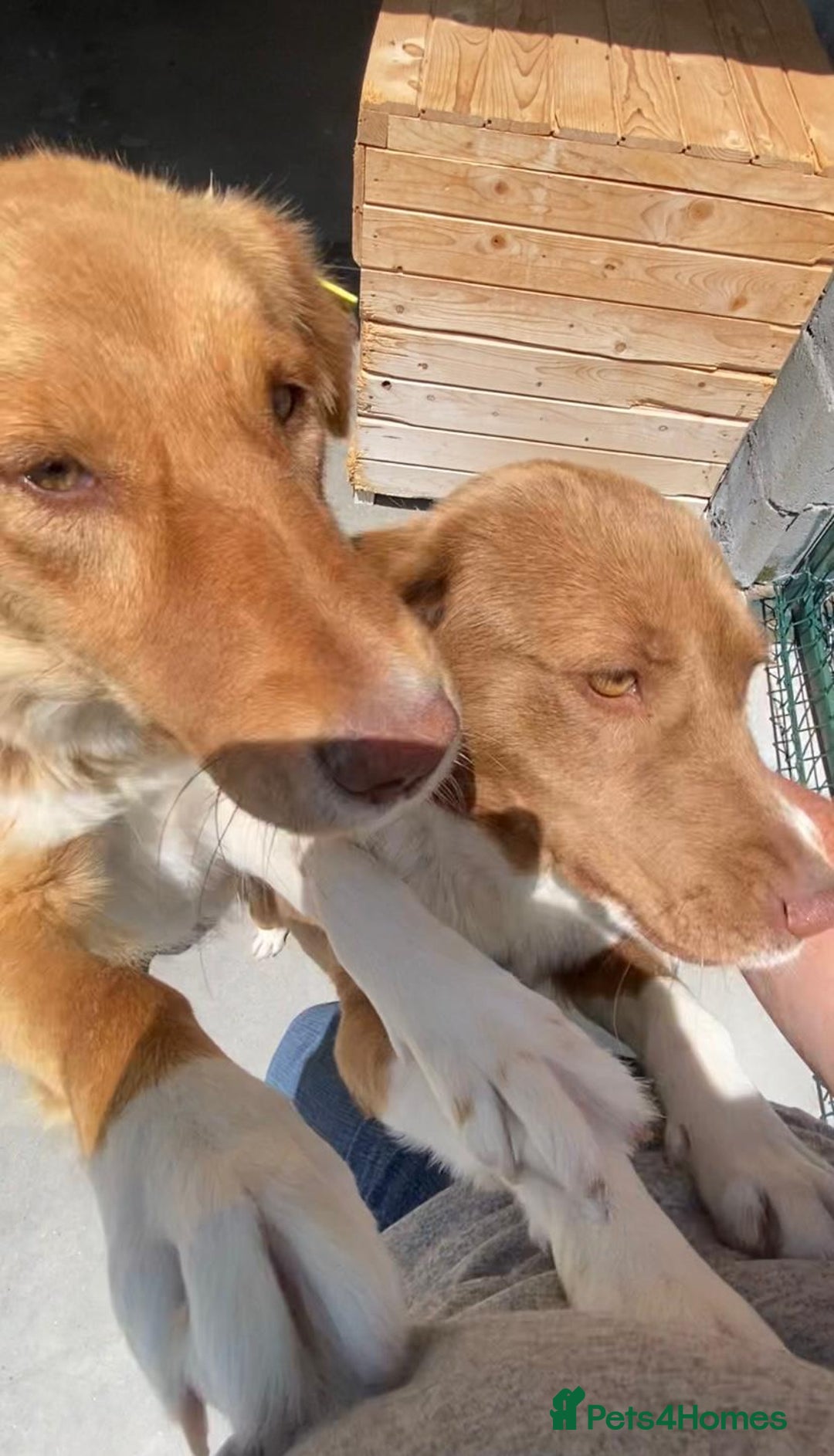 Mixed Breed dogs for adoption: Brambling, 1.5 yrs old. Available for adoption. in Brixham - Image 7