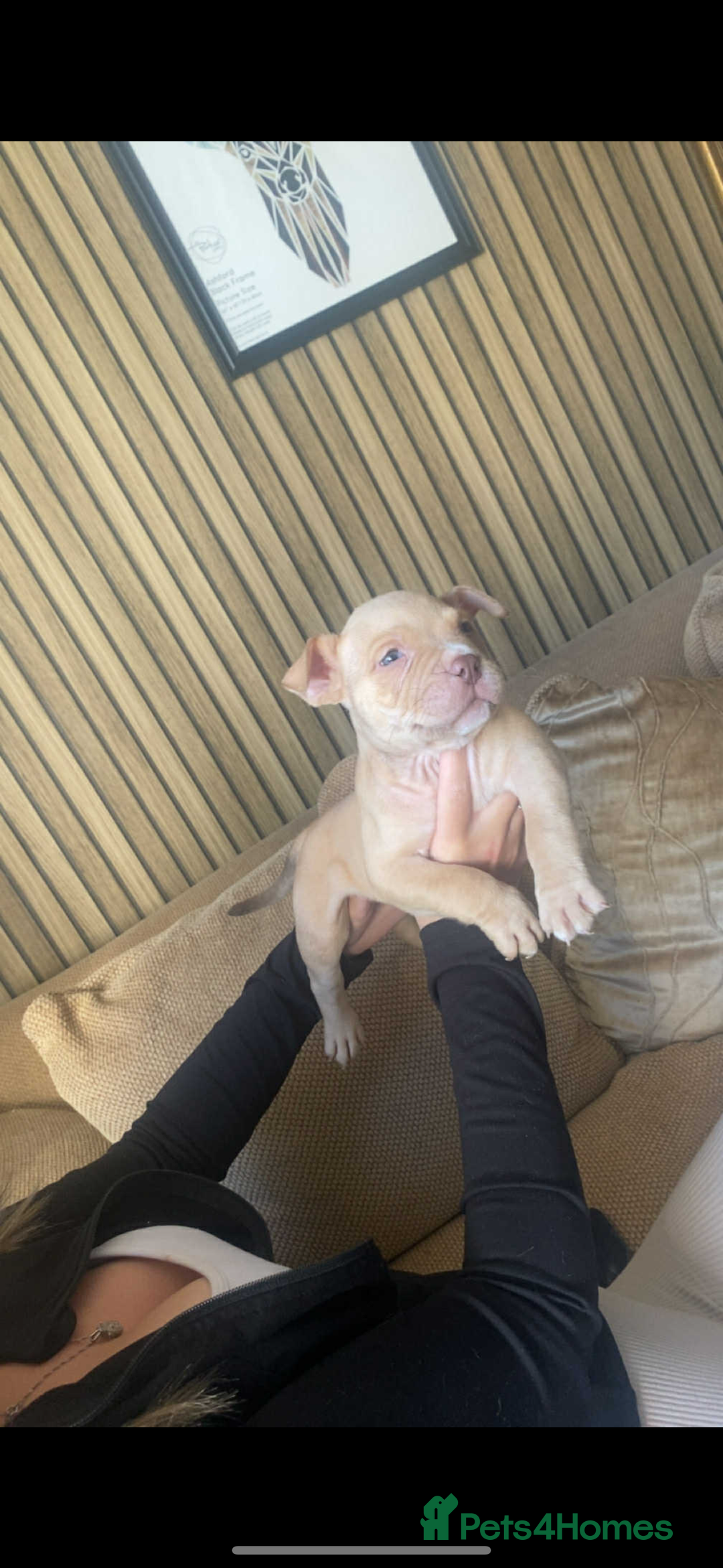 American Bully dogs for sale: 6 stunning American bully’s for sale  - Image 4