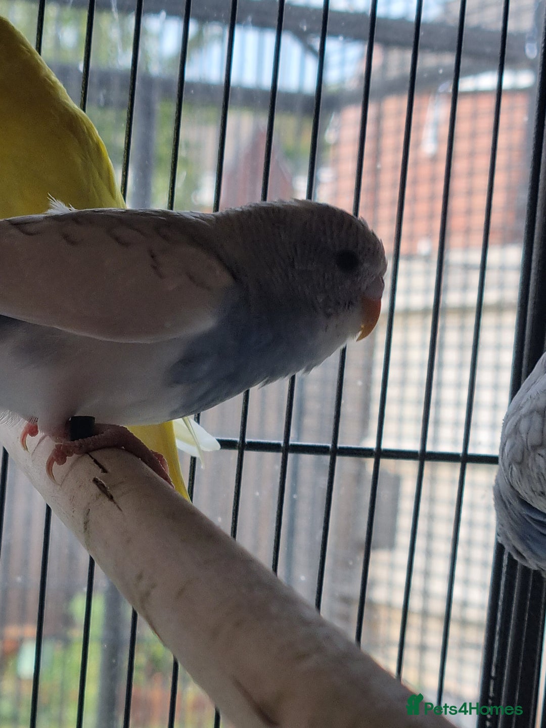 Budgerigars birds for sale: Baby budgies for sale . - Image 8