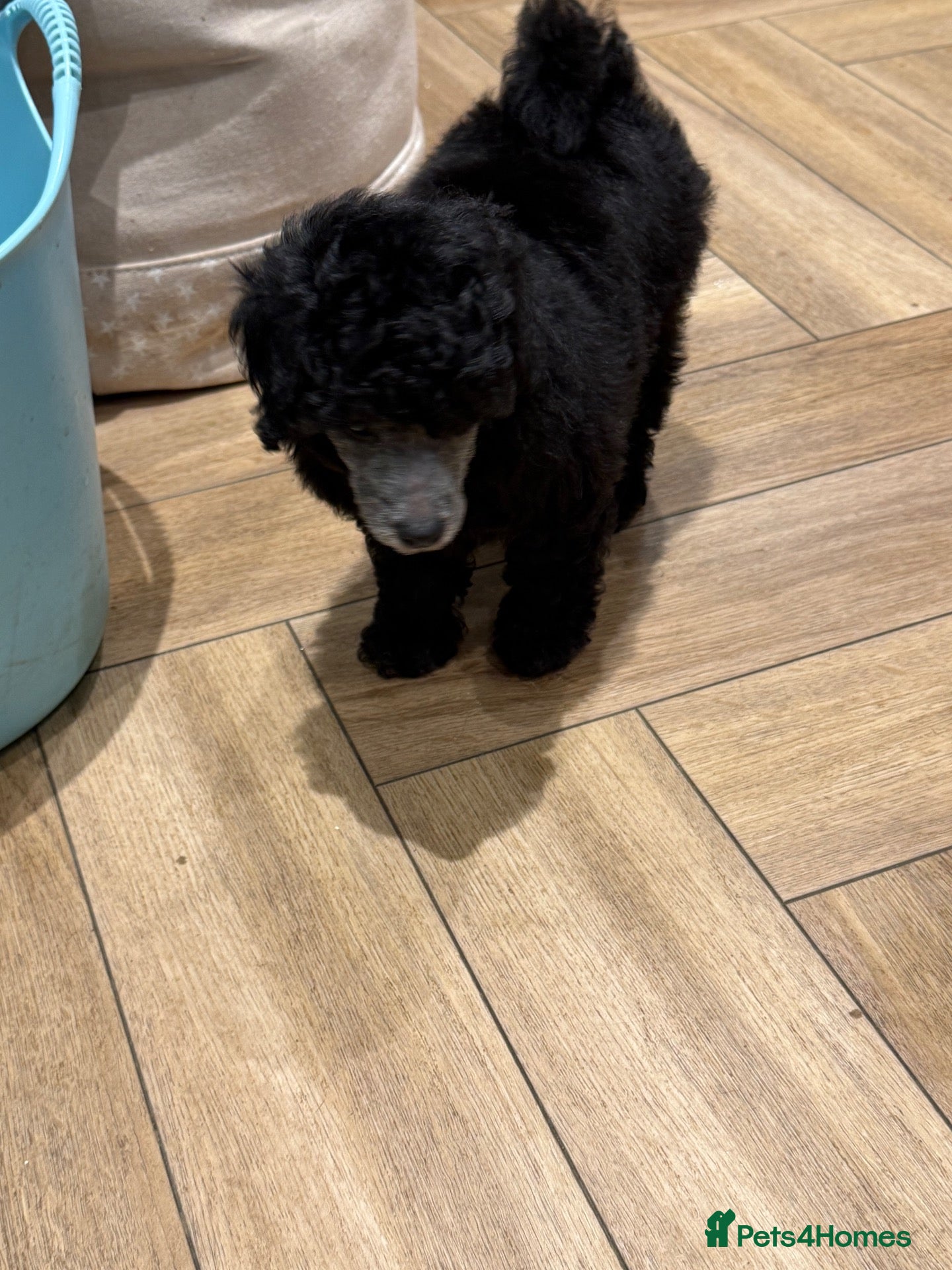Miniature Poodle dogs Silver miniature poodle pups - Advert 2