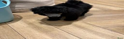 Miniature Poodle dogs for sale: Silver miniature poodle pups - Advert 4