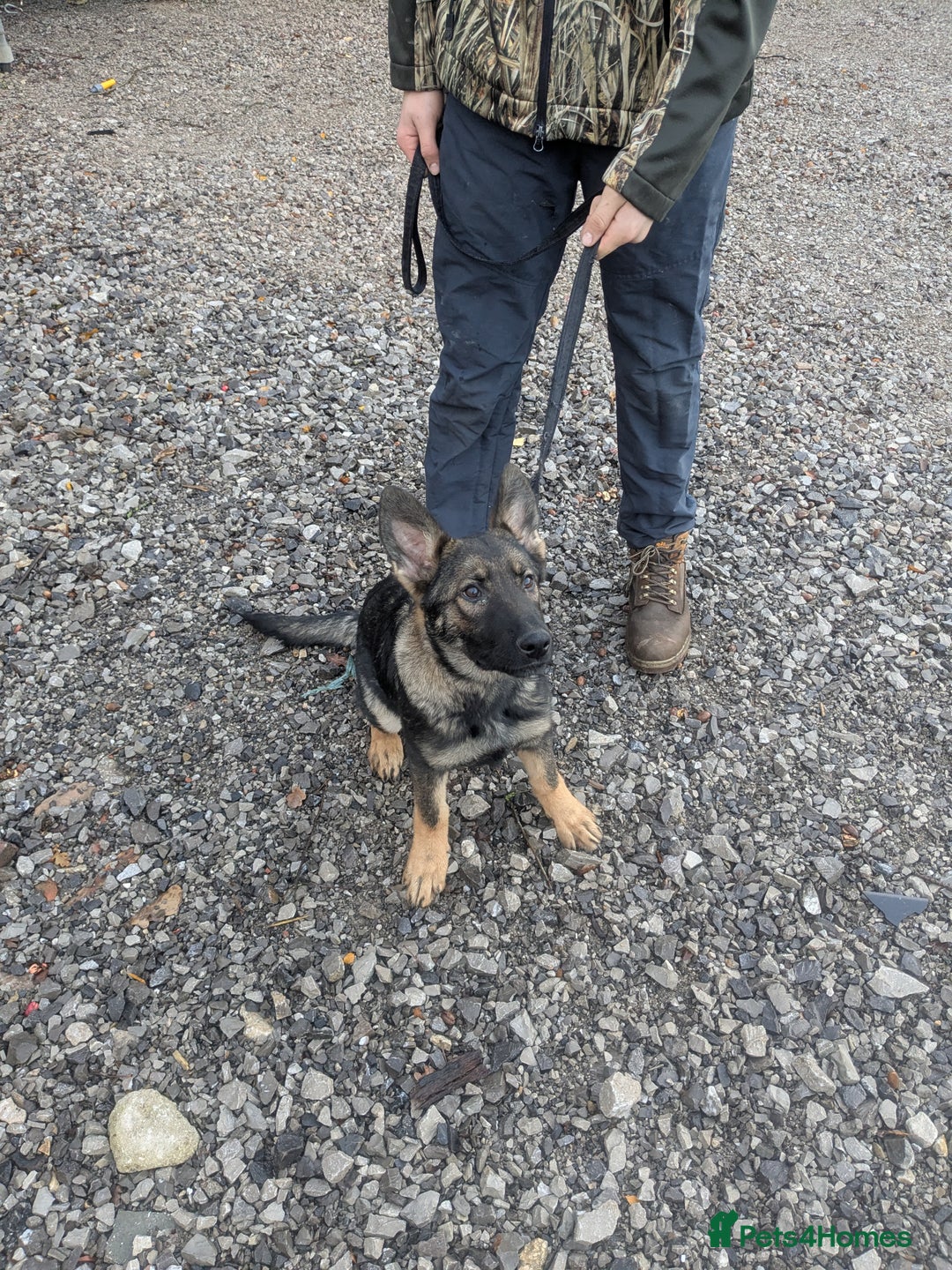 German Shepherd dogs for sale: German shepherd girl - Advert 3