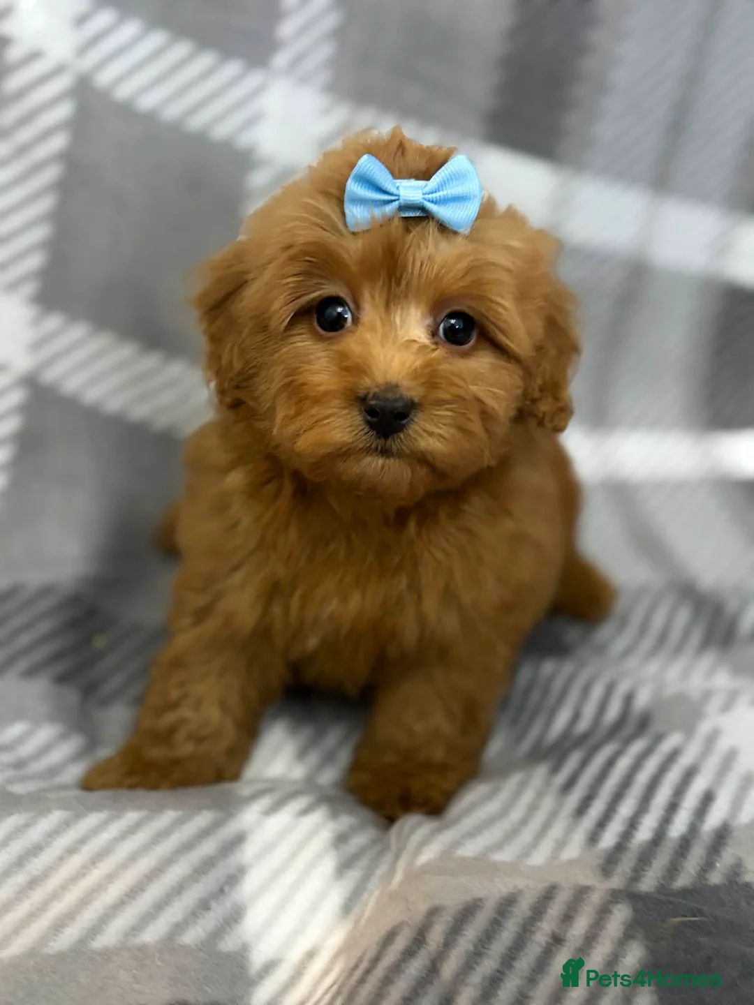 Maltipoo dogs for sale: Maltipoo red golden apricot small puppies ready - Advert 6