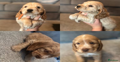 Cocker Spaniel dogs Outstanding KCshow cocker spaniels simbawood lines - Advert 4