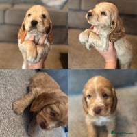 Cocker Spaniel dogs Outstanding KCshow cocker spaniels simbawood lines - Advert 4