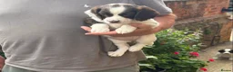 English Springer Spaniel dogs for sale: Springer Spaniel Puppies - Advert 2