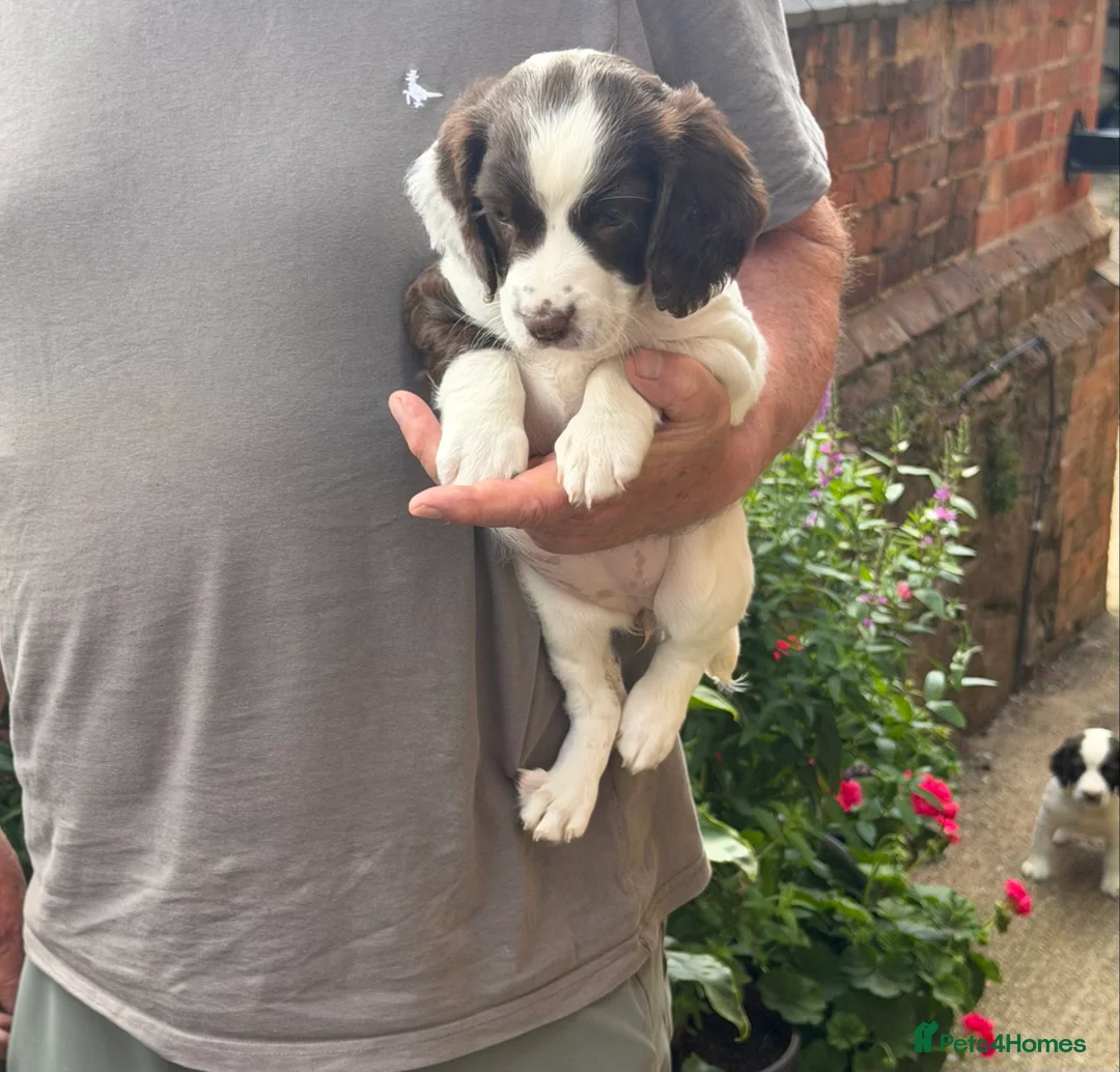 English Springer Spaniel dogs for sale: Springer Spaniel Puppies - Advert 2