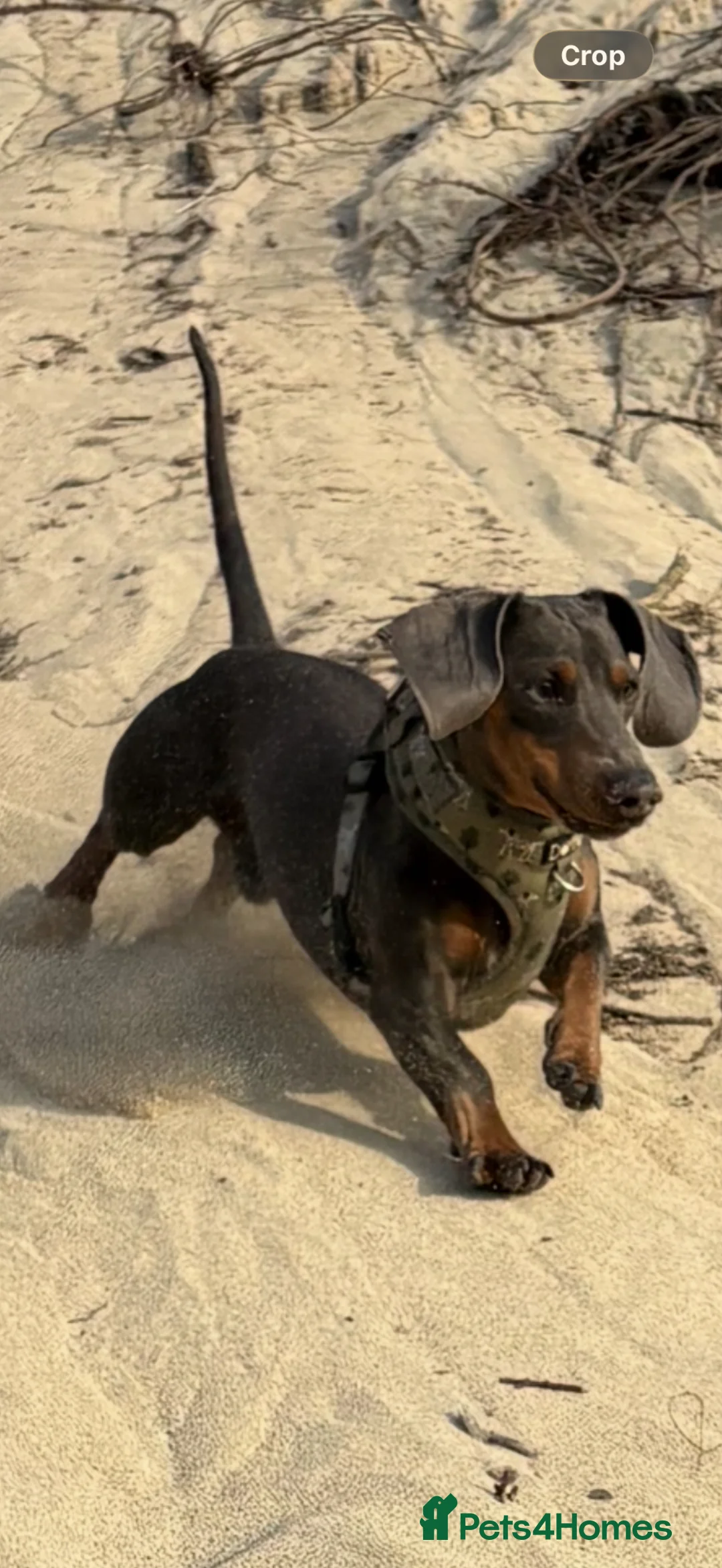 Miniature Dachshund dogs for stud: 🐾SNOOP🐾 blue and tan miniature stud(proven) - Advert 1
