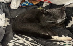 Mixed Breed cats for sale: Grey and white cat - Image 1