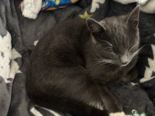 Mixed Breed cats - Advert 14