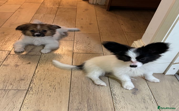 Papillon dogs - Advert 1