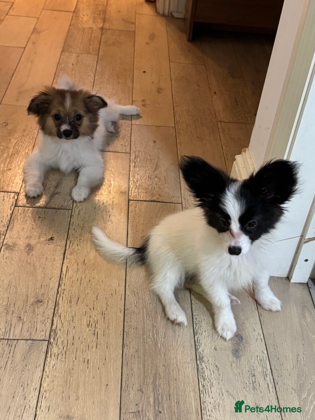 Papillon dogs for sale: Stunning Papillon puppies  - Image 1
