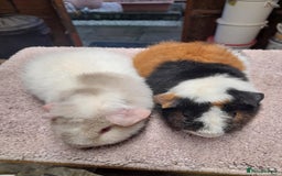 Guinea Pig rodents for sale: Guinea pig swiss and teddy brothers available  - Advert 3