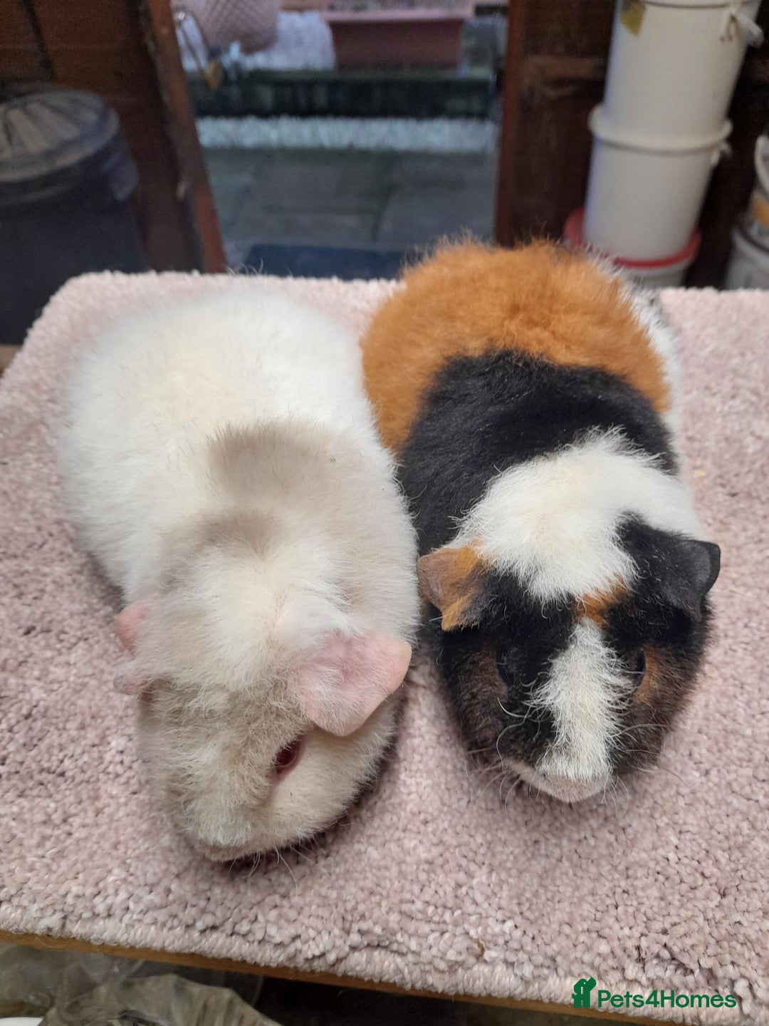 Guinea Pig rodents for sale: Guinea pig swiss and teddy brothers available  - Advert 3