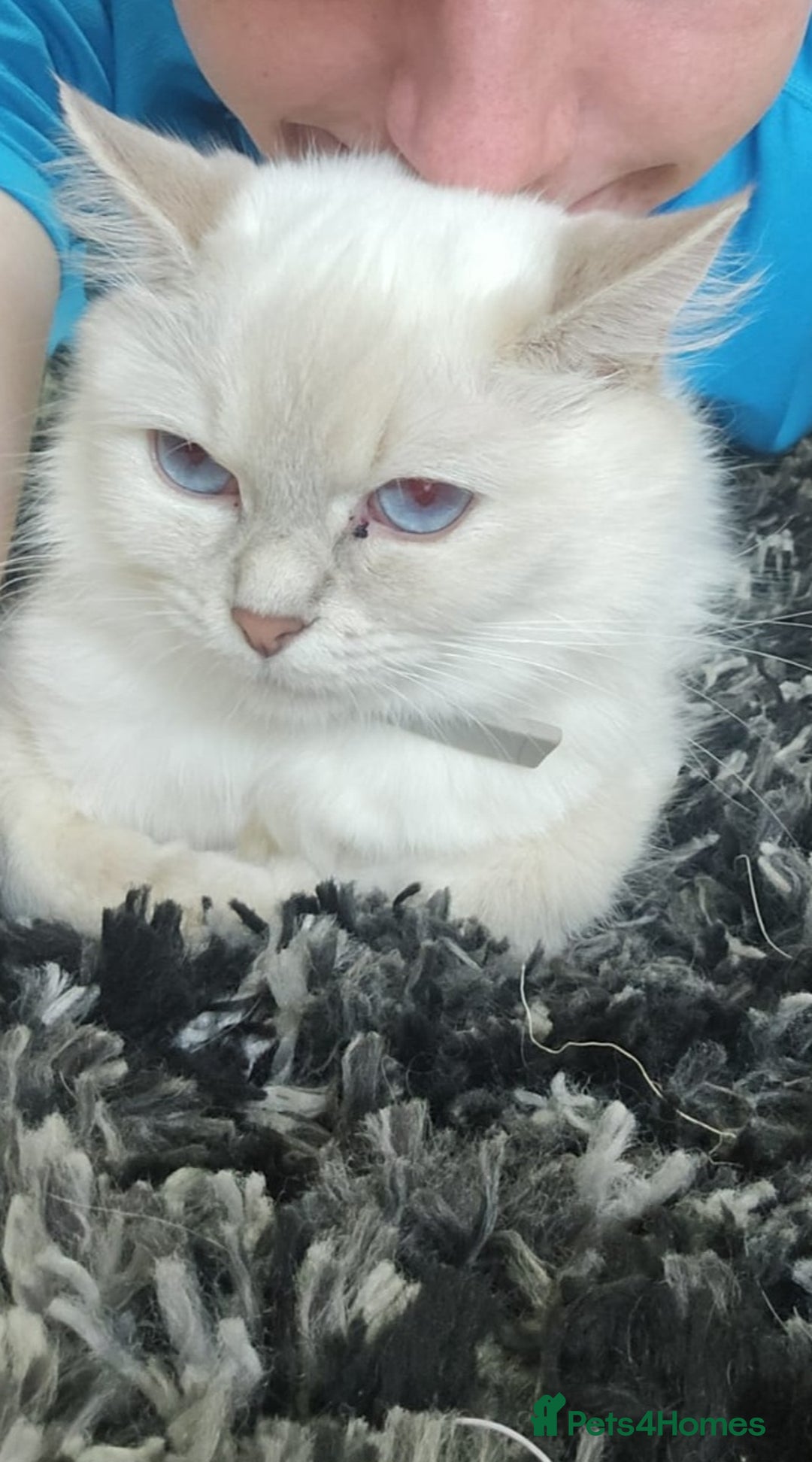 Ragdoll cats for sale: Ragdoll kittens  - Advert 7